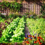 Lunární zahradník a zahradní kalendář na 2021 srpna: nejvhodnější dny